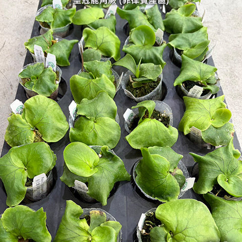 Platy. coronarium (Philippines) - 1.7 inch plant size reference 2 - square crop