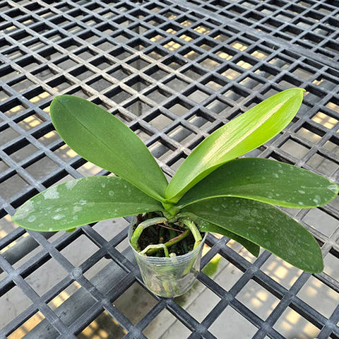 Phal. Charming Silk - 3 inch plant size reference - square crop