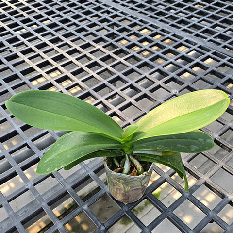 Phal. Charming Silk - 3 inch plant size reference 2 - square crop
