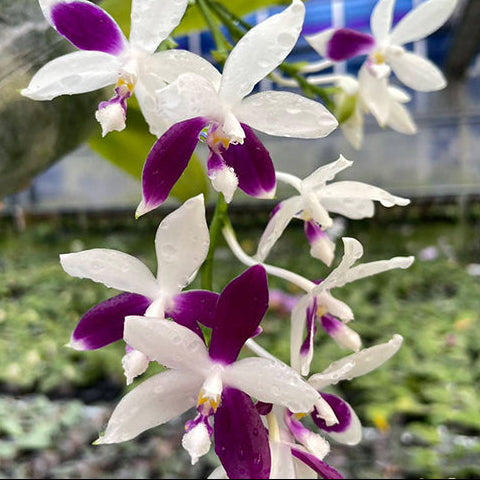 [Bare-root][Import AS-IS] #PA# Phal. Lioulin Blue Jenny 柳林藍珍妮 [2.5" BS][Oct Preorder 26]