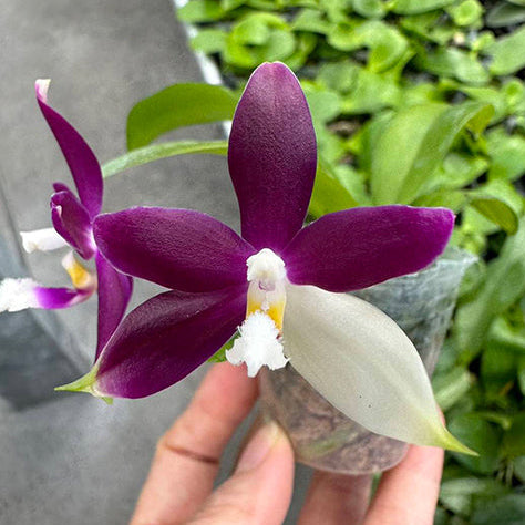 [Bare-root][Import AS-IS] #PA# Phal. Lioulin Blue Jenny 柳林藍珍妮 [2.5" BS][Oct Preorder 26]