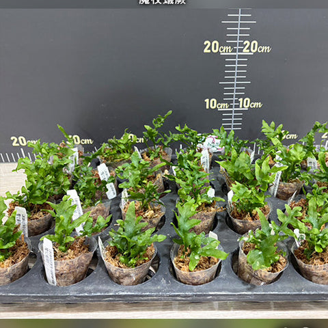 Lecanopteris luzonensis - 1.7 inch plant size reference 2 - square crop