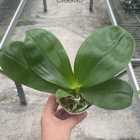 Phal. Joy Spring Canary 'Joy' - 2.5 inch plant size reference - square crop