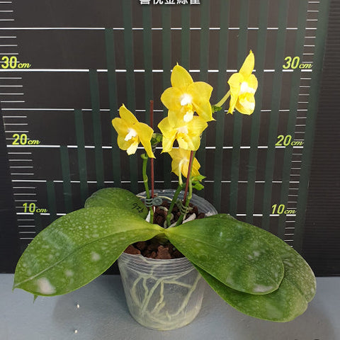 Phal. Joy Spring Canary 'Joy' - flower 3 - square crop