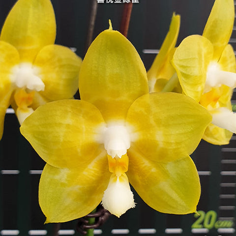 Phal. Joy Spring Canary 'Joy' - square crop