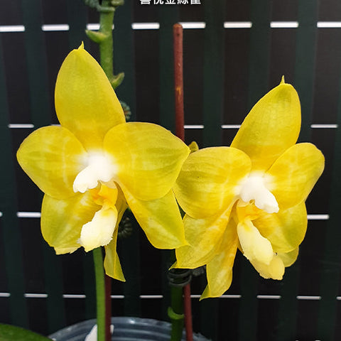 Phal. Joy Spring Canary 'Joy' - flower 2 - square crop
