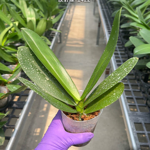 Phal. Miki Radiation '1422' - 3 inch plant size reference
