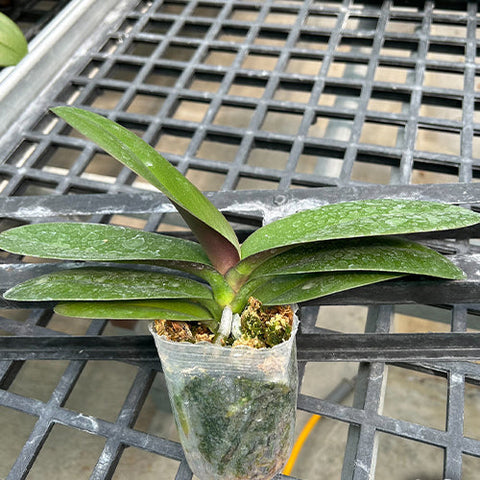 Phal. GC Reyoung Snow Fox - 3 inch plant size reference