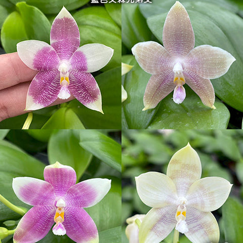 Phal. Germaine Vincent var. blue x sib - flower 2 - square crop