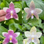 Phal. Germaine Vincent var. blue x sib - flower 2 - square crop