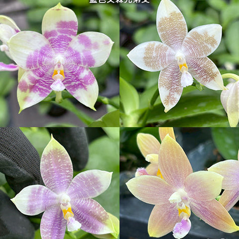 Phal. Germaine Vincent var. blue x sib - square crop