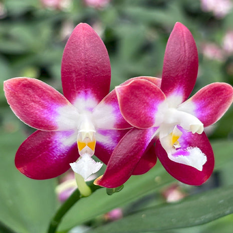 [Bare-root][Import AS-IS] #PA# Phal. Miki Fly Eagle C1 'Edison' 美琪愛迪生 [2.5" BS][Oct Preorder 26]