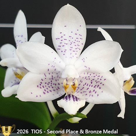 [Bare-root][Import AS-IS] #PA# Phal. Miki Blue Angel C1 'Blue Diamond' 美琪藍色碎鑽 [2.5" BS][Oct Preorder 26]
