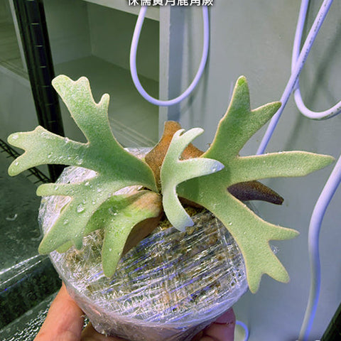 Platy. willinckii 'Yellow Moon Dwarf' - square crop