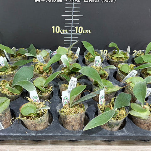 Platy. (veitchii (auburn river) x willinckii) 'Wolverine' - 1.7 inch plant size reference 2 - square crop