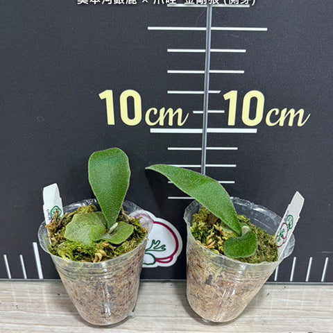 Platy. (veitchii (auburn river) x willinckii) 'Wolverine' - 1.7 inch plant size reference - square crop
