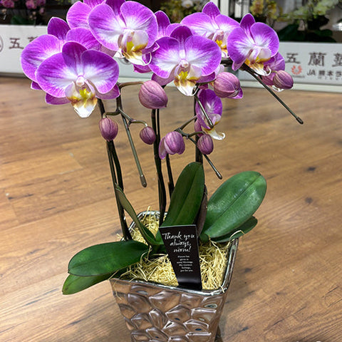 Phal. GC Reyoung Snow Fox - flower 2