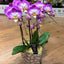 Phal. GC Reyoung Snow Fox - flower 2