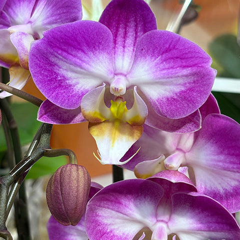 Phal. GC Reyoung Snow Fox - flower 3