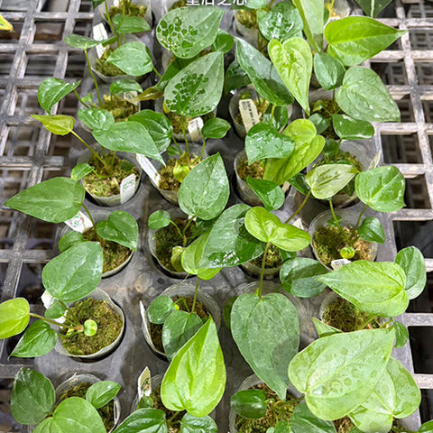 [Bare-root][Import AS-IS] #TP# Anthurium Queen of Heart 皇后之心 [1.7" pot][Sept Preorder 26]