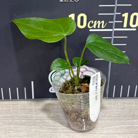 [Bare-root][Import AS-IS] #TP# Anthurium Queen of Heart 皇后之心 [1.7" pot][Sept Preorder 26]