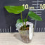 [Bare-root] #TP# Anthurium Queen of Heart 皇后之心 [1.7" pot][Wishlist]