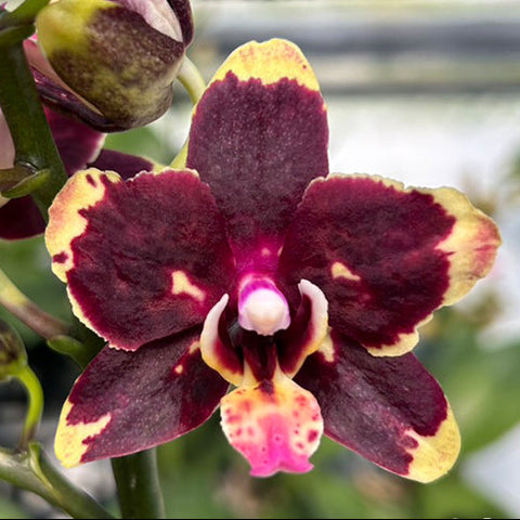 [Bare-root][Import AS-IS] #PA# Phal. Miki Pearl Bang 'Flash' 美琪霹靂珍珠 [3.0" BS][Oct Preorder 26]