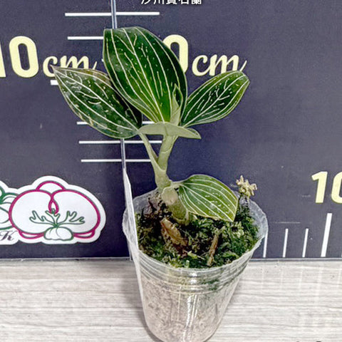 Ludisia discolor var. alba - 1.7 inch plant size reference - square crop