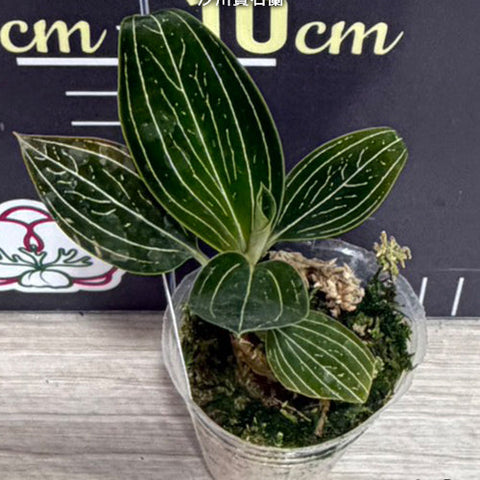 Ludisia discolor var. alba - 1.7 inch plant size reference 2 - square crop