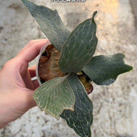 Platy. Wings of Angel - plant size reference 3 - square crop
