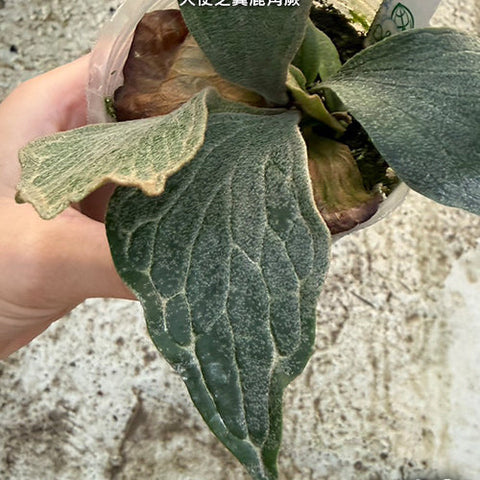 Platy. Wings of Angel - plant size reference 4 - square crop