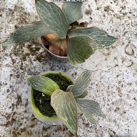 Platy. Wings of Angel - plant size reference - square crop
