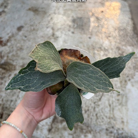 Platy. Wings of Angel - plant size reference 2 - square crop
