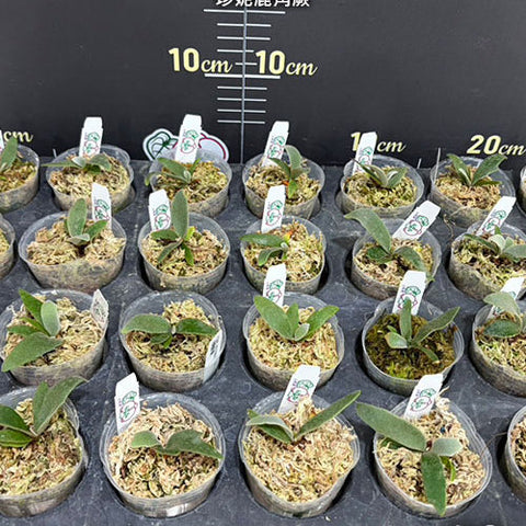 Platy. willinckii Jenny (TC) - 2 inch plant size reference 2 - square crop