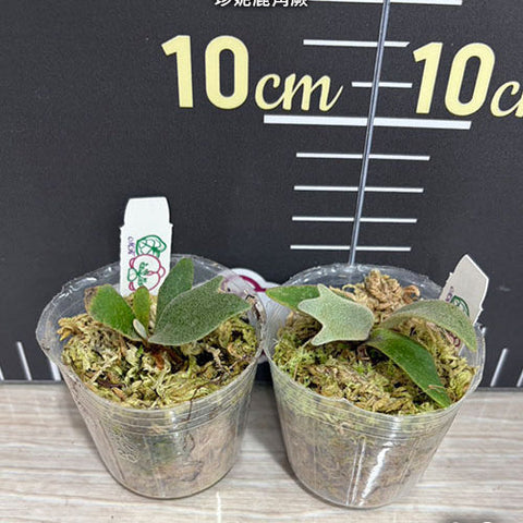Platy. willinckii Jenny (TC) - 2 inch plant size reference - square crop