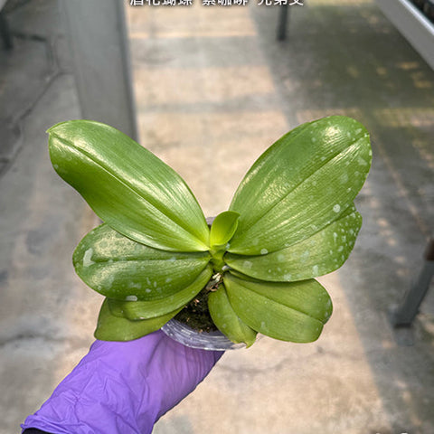 Phal. speciosa 'Purple Coffee' x sib - 2.5 inch plant size reference - square crop