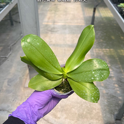 Phal. speciosa 'Purple Coffee' x sib - 2.5 inch plant size reference 2 - square crop