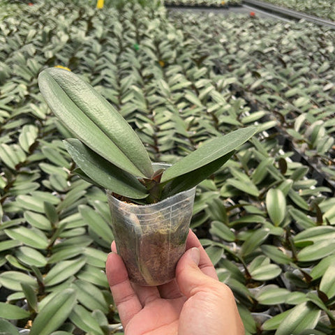 Phal. King Car Marble 'JC717-2' - 2.5 inch plant size reference - square crop