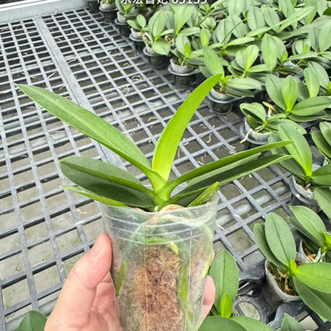 Phal. Younghome Fragrance Lover '05139' - 2.5" size reference - square crop