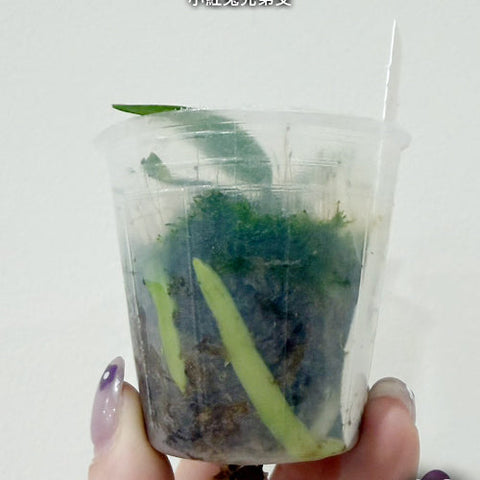 Phal. parishii x sib - 1.7 inch plant size reference - square crop