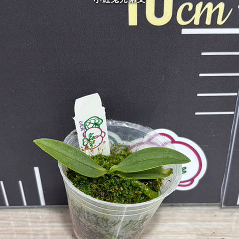 Phal. parishii x sib - 1.7 inch plant size reference 2 - square crop
