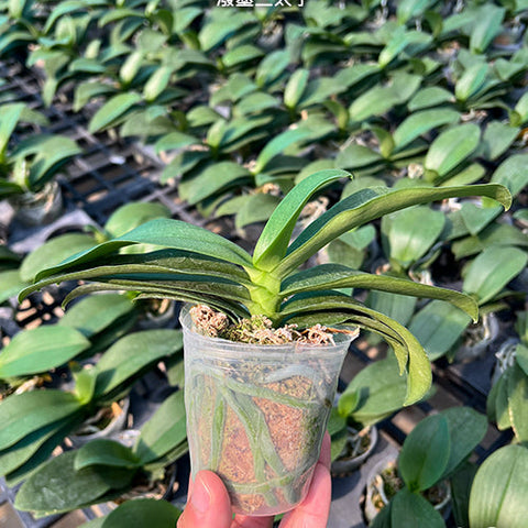 Phal. Liu's Triprince 'Splash' - 2.5 inch plant size reference - square crop