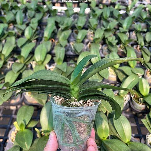 Phal. Liu's Triprince 'Splash' - 2.5 inch plant size reference 2 - square crop