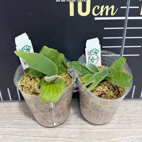 Platy. willinckii 'Bacteria' - 1.7 inch plant size reference 2 - square crop