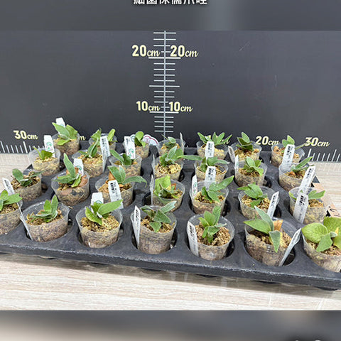 Platy. willinckii 'Bacteria' - 1.7 inch plant size reference - square crop