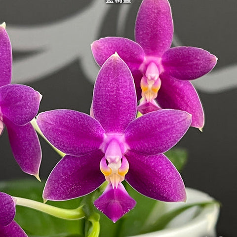 Phal. Equalacea 'Smurf' - square crop