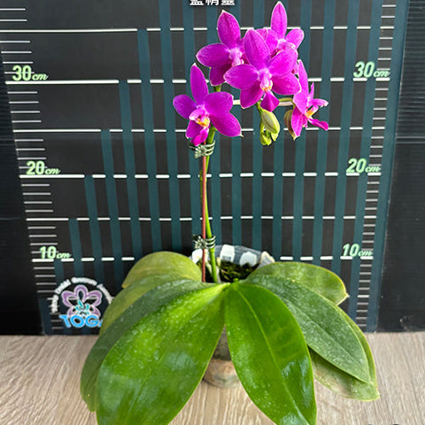 Phal. Equalacea 'Smurf' - flower 3 - square crop