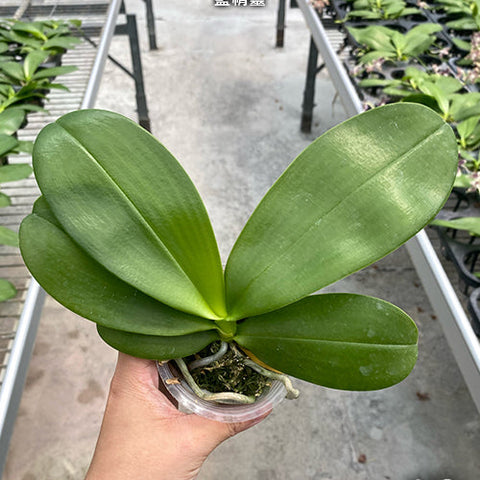 Phal. Equalacea 'Smurf' - 2.5 inch plant size reference - square crop