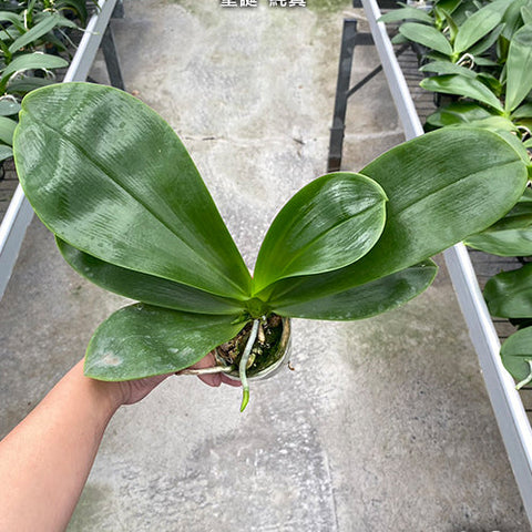 Phal. Yaphon Christmas 'Innocence' - 2.5 inch plant size reference - square crop