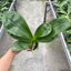 Phal. Yaphon Christmas 'Innocence' - 2.5 inch plant size reference - square crop